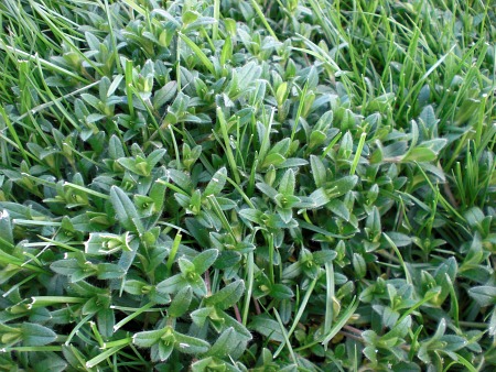 http://www.better-lawn-care.com/images/mouse_ear_chickweed_01.jpg