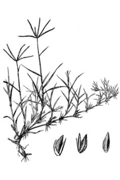 Bermudagrass Illustration