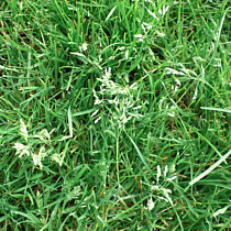 Lawn weed identification Poa annual annual bluegrass