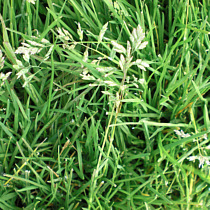 Lawn weed identification Annual Bluegrass