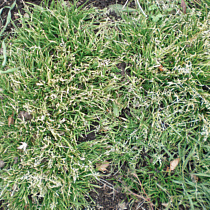 Lawn Weed Identification Annual Bluegrass