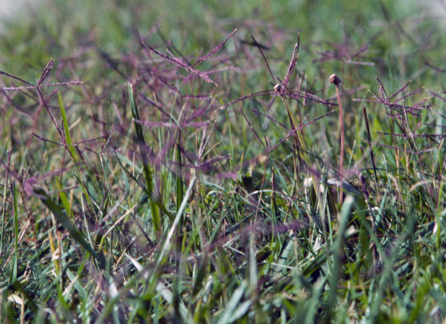Bermuda Grass Invasion in Fescue Lawns