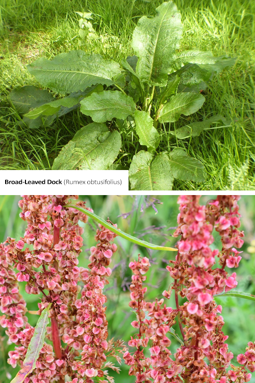 Broad Leaved Dock Rumex obtusifolius with image of plant and close up of flower