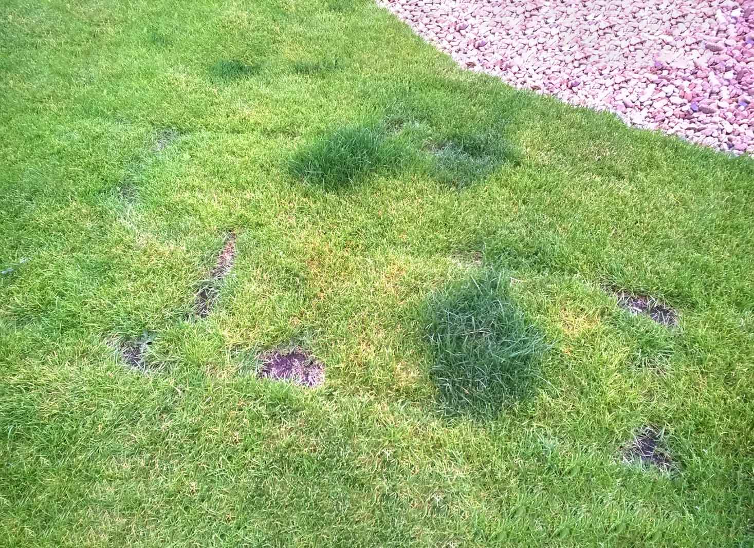 Common Causes of Light Green Grass Patches