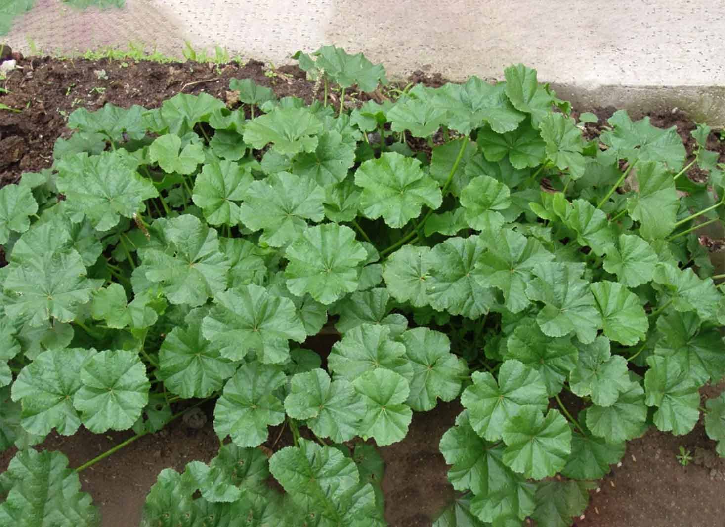 Common Mallow Weed Identification and Control
