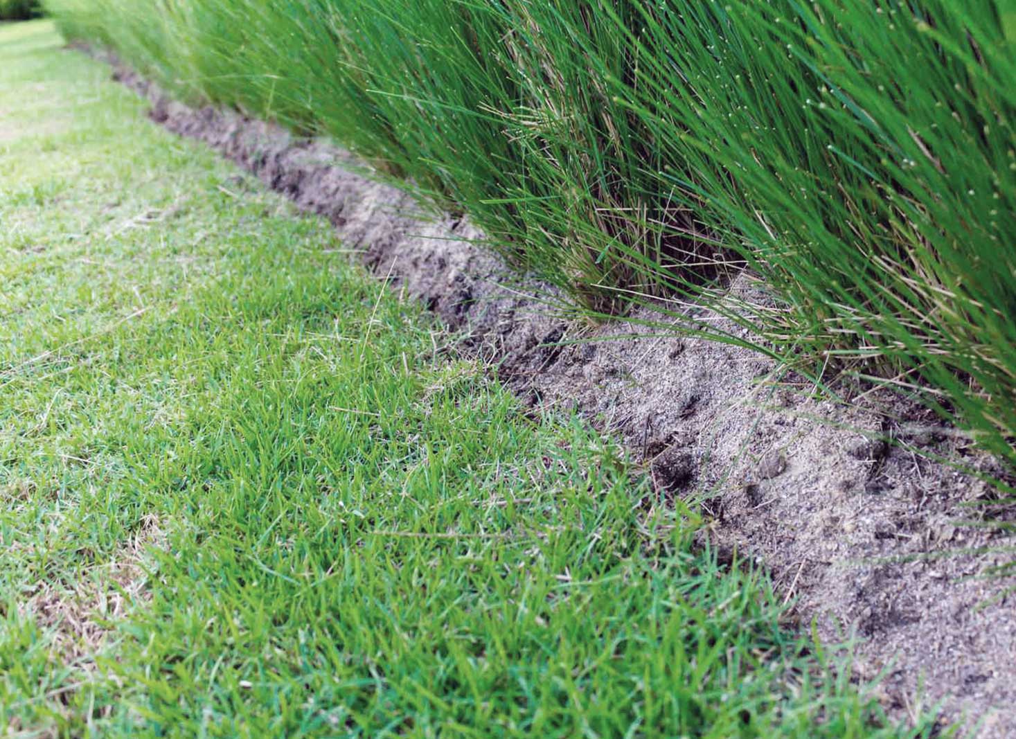 Common Misconceptions About Killing Bermuda Grass