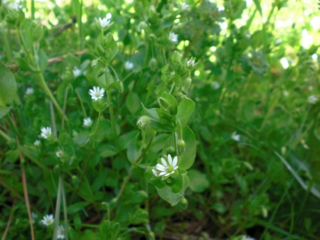 Common Chickweed Flowers