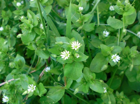 Picture of Common Chickweed