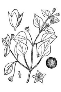 Black and White Illustration of Common Chickweed