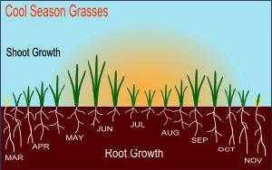 Cool season grass types