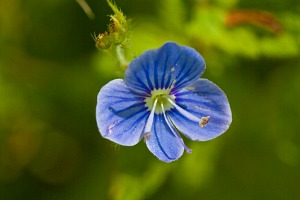 Picture of a blue Corn Speedwell flower