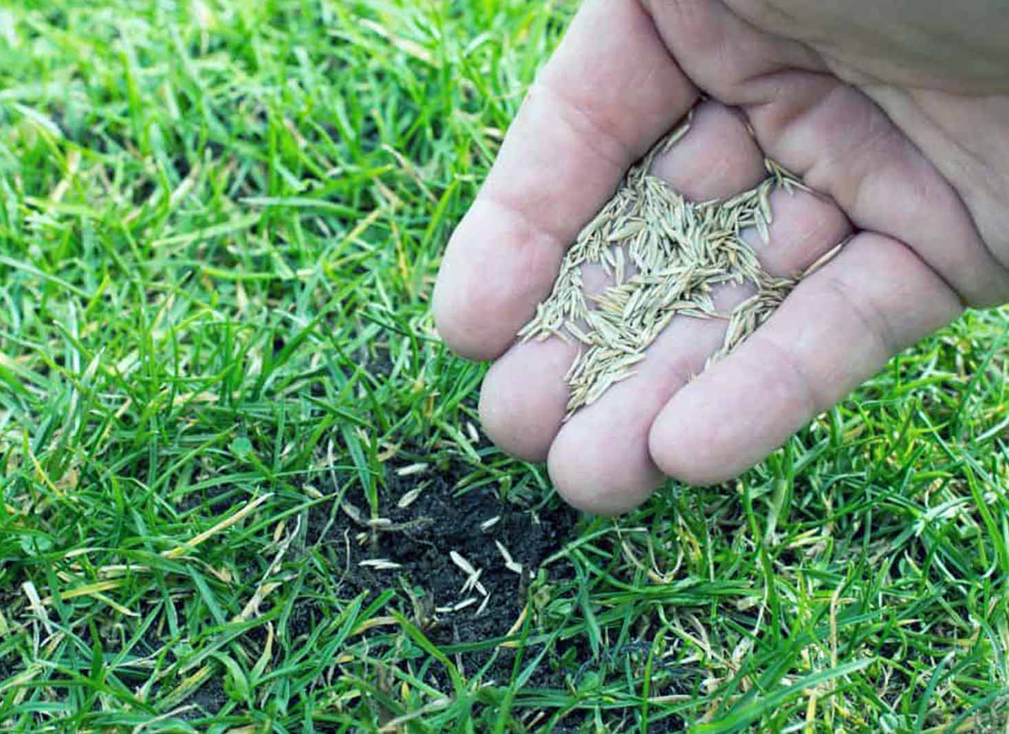 Factors affecting grass seed germination