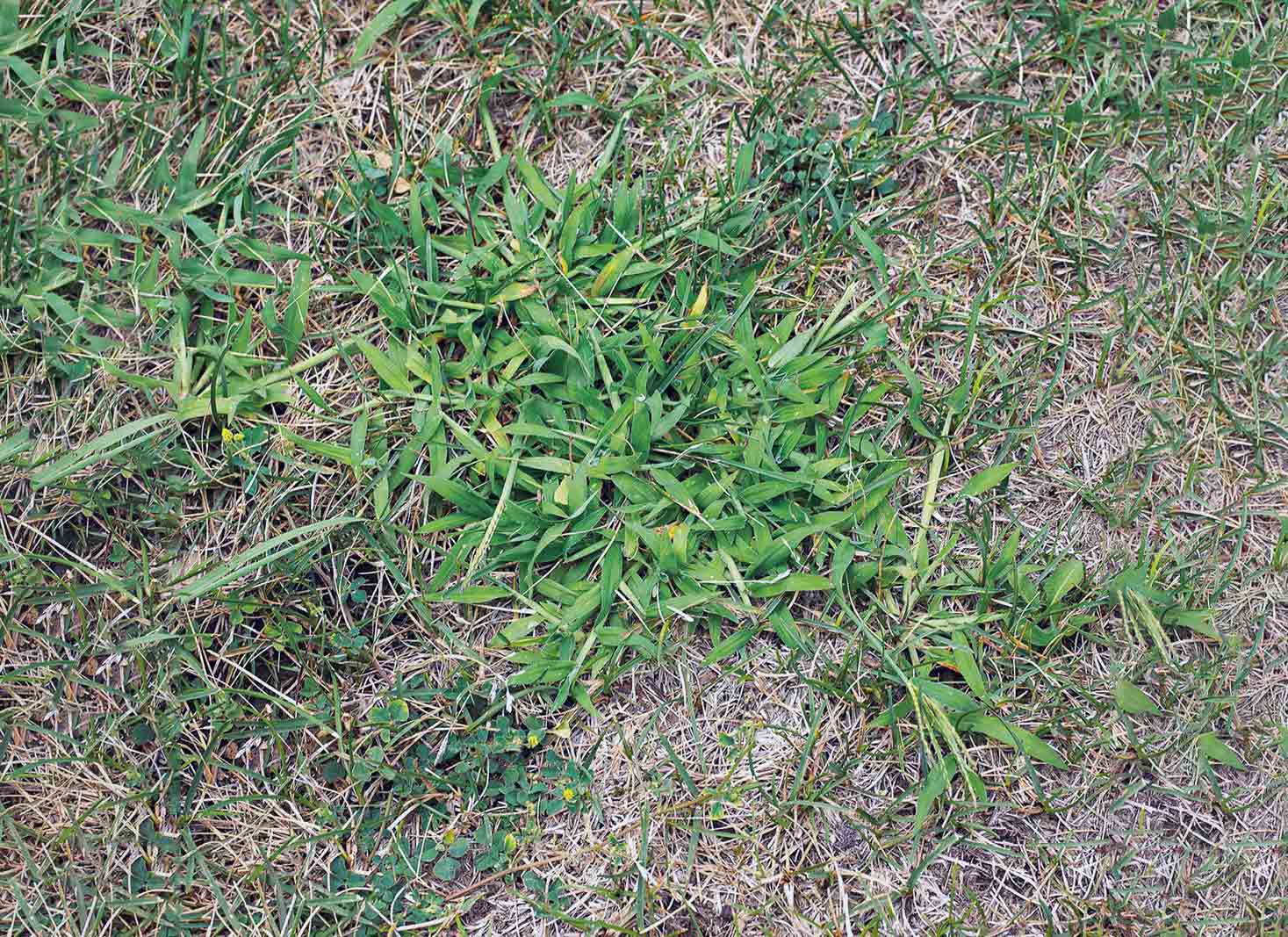 Factors influencing healthy grass reproduction