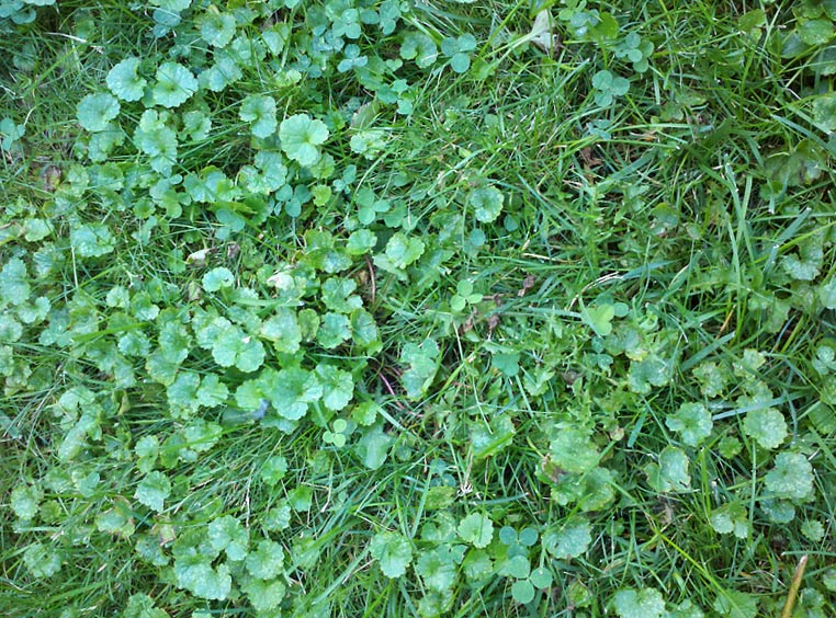 Ground Ivy in lawn