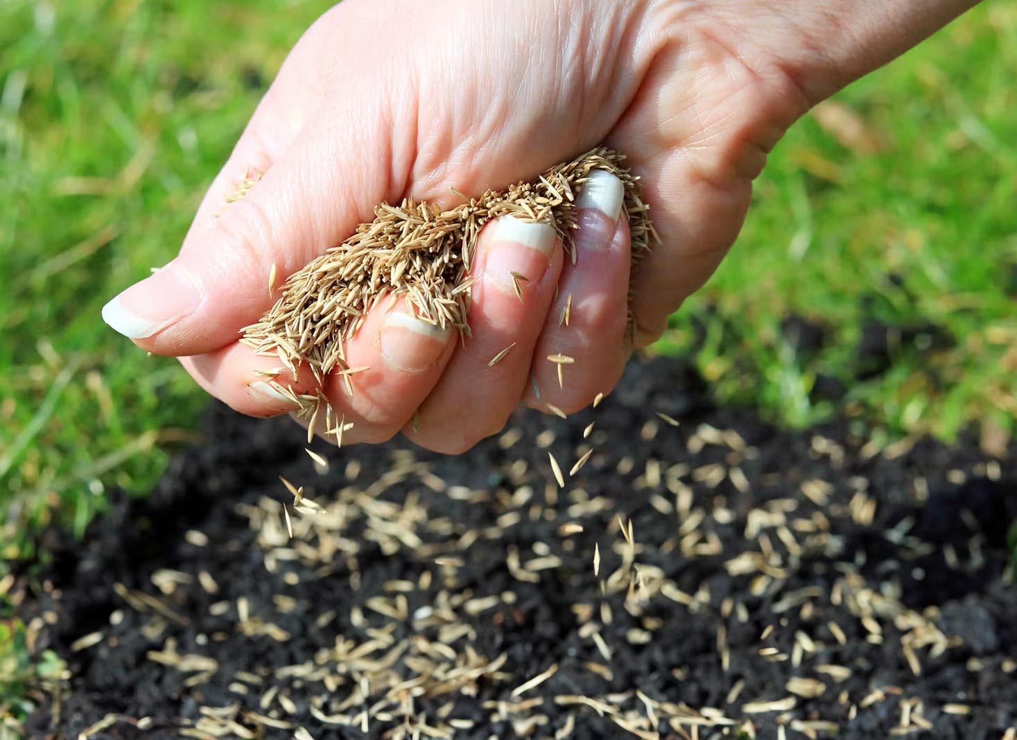 How to Protect Grass Seed from Frost Damage