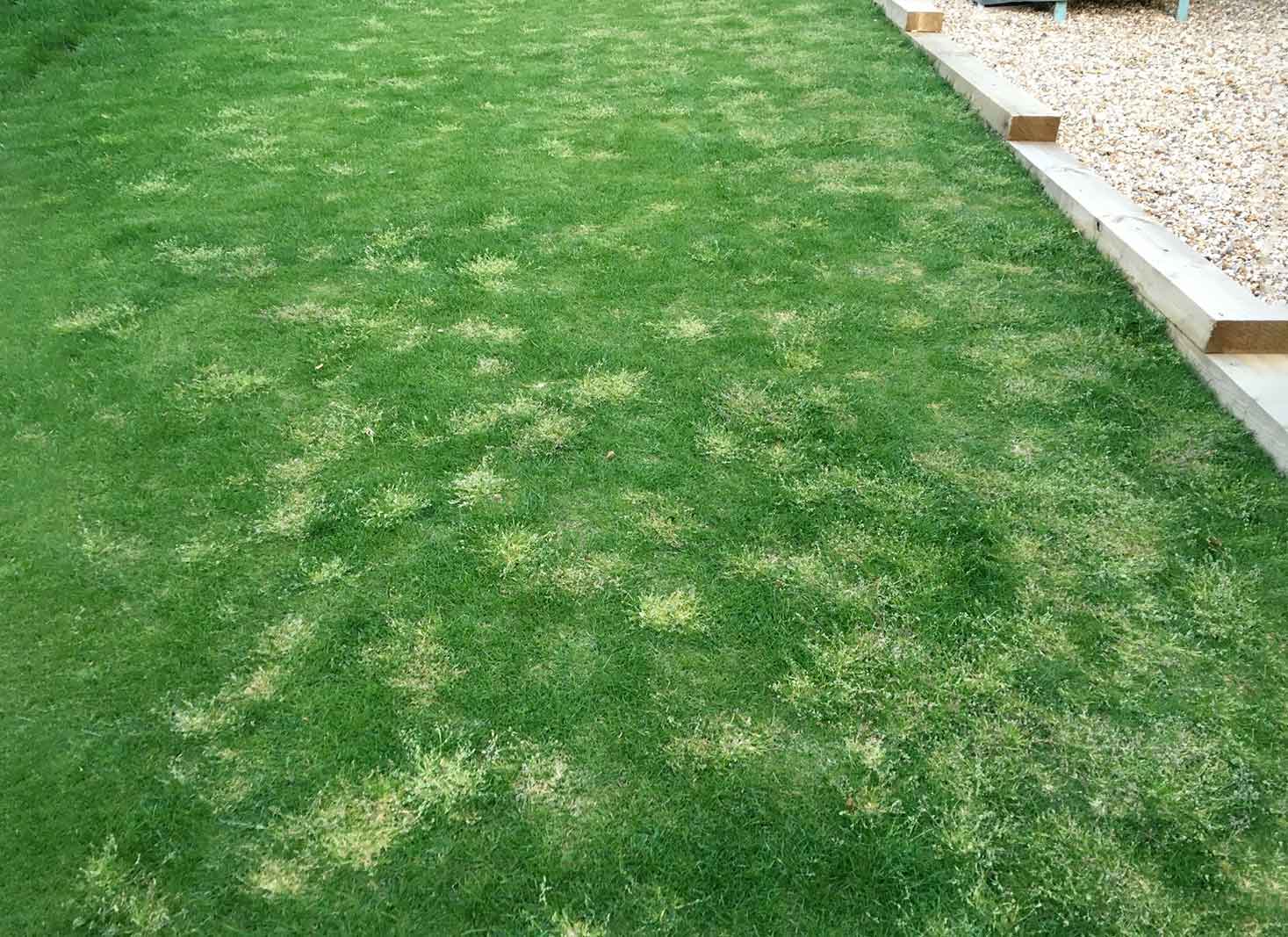 Identifying Light Green Grass Patches on Your Lawn