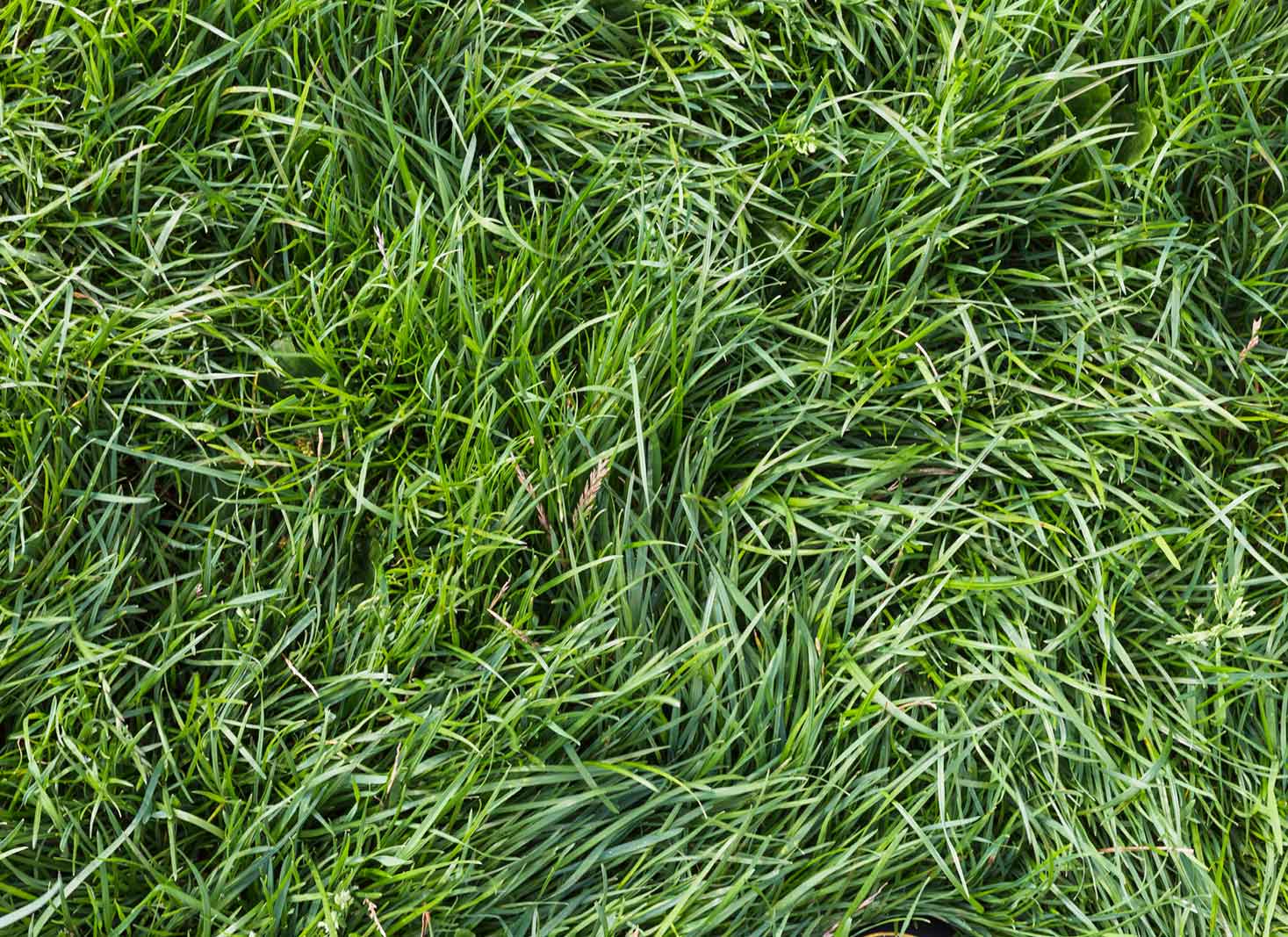 Identifying the Right Time to Aerate Your Lawn
