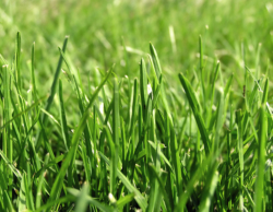 Picture of Kentucky bluegrass lawn up close