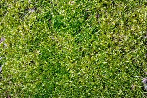 Lawn Moss Control - How to Kill Moss