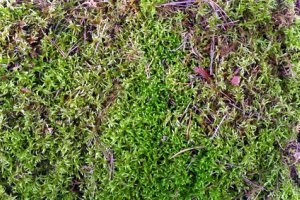 Thin lawn taken over by moss