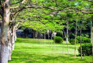 Lawn Moss Control - Prune trees and shrubs to increase direct sunlight