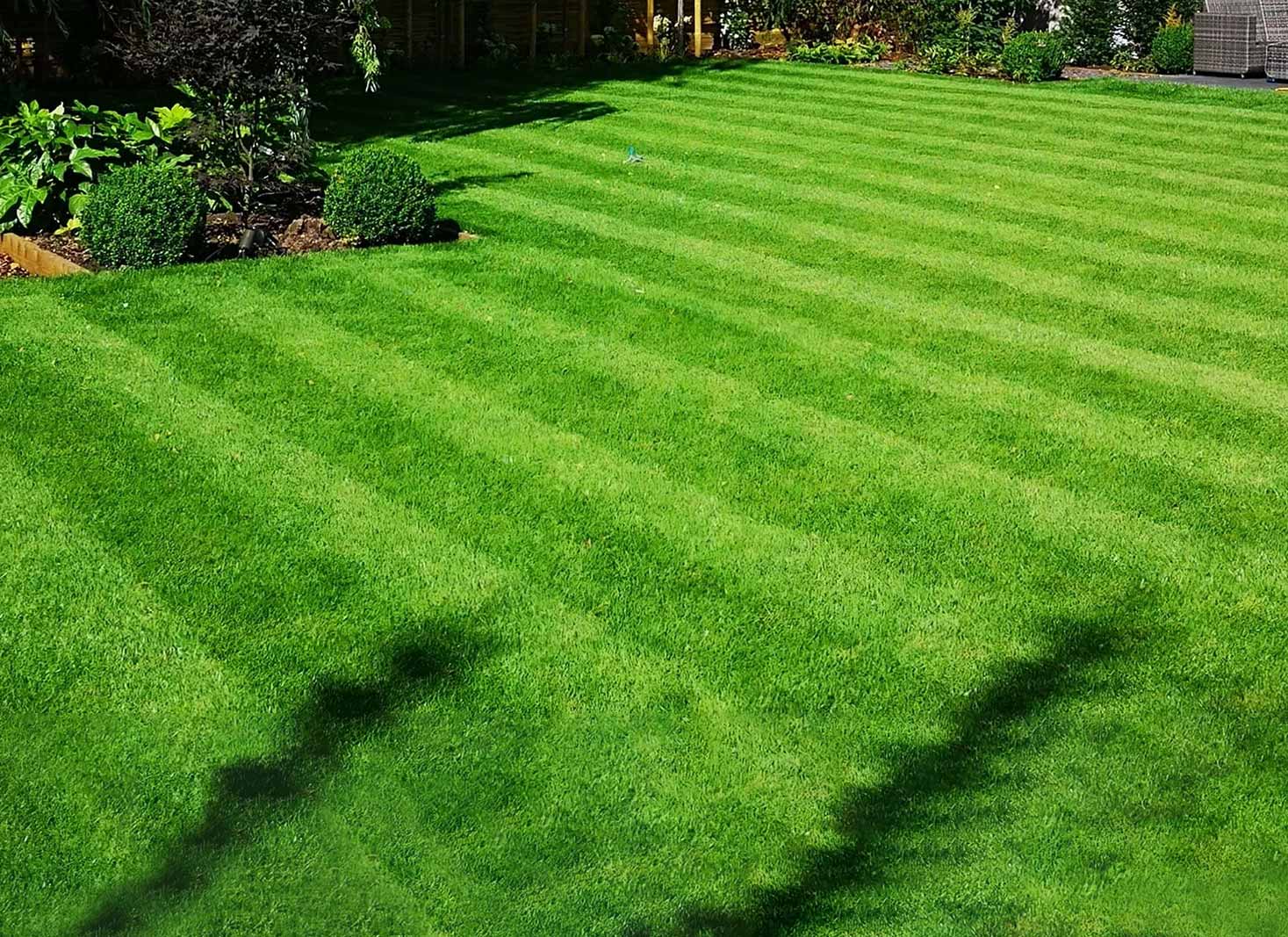 Monitoring Lawn Health After Aeration