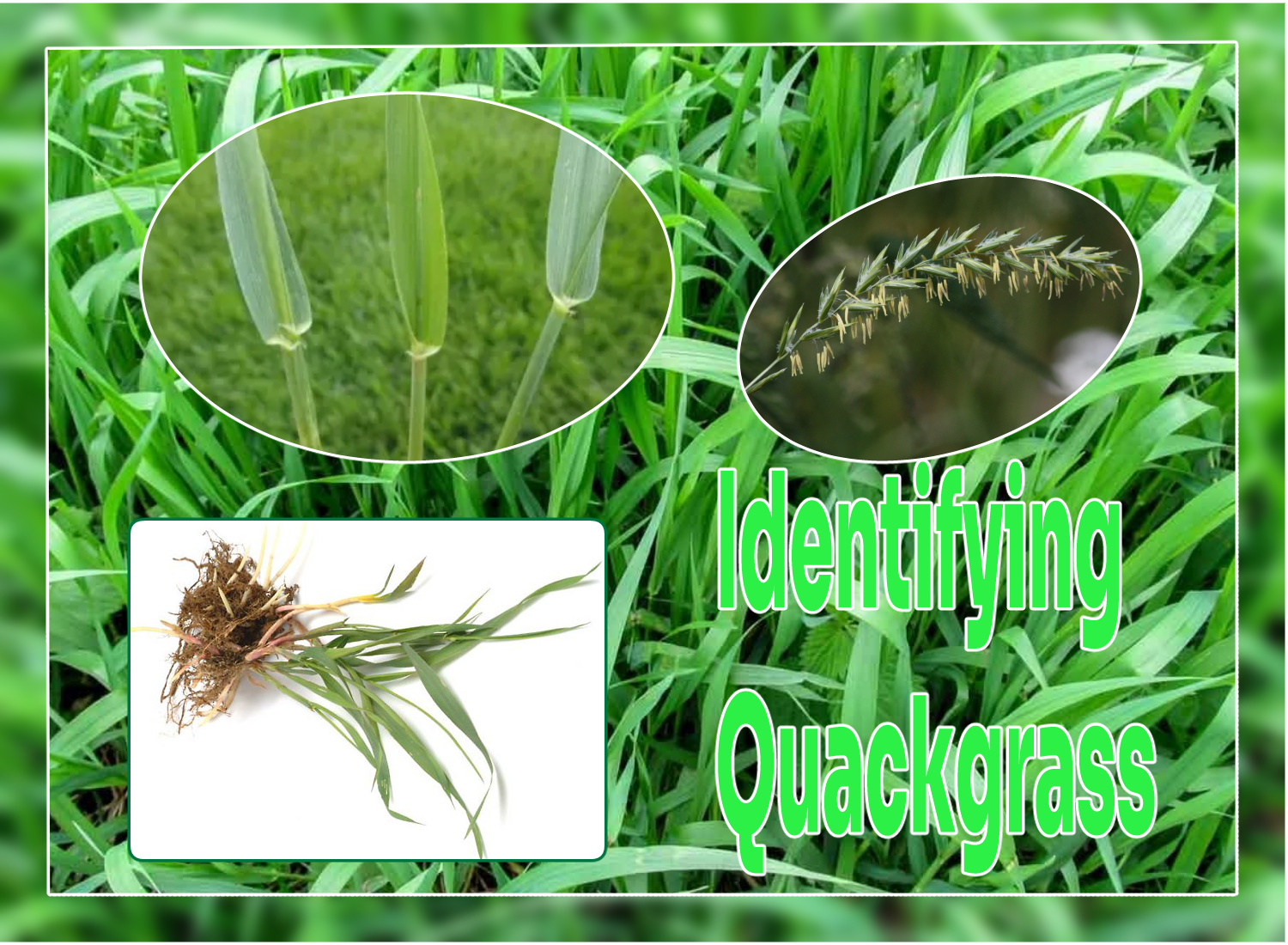 Quackgrass Characteristics