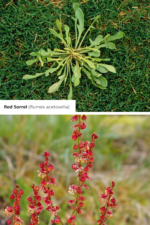 Red Sorrel Rumex acetosella with image of plant and close up of flower