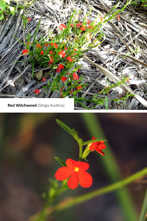 Red-Witchweed Striga Asiatica with image of plant and close up of flower