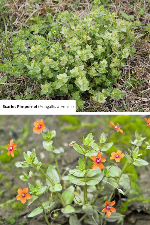 Scarlet Pimpernel Anagallis arvensis with image of plant and close up of flower