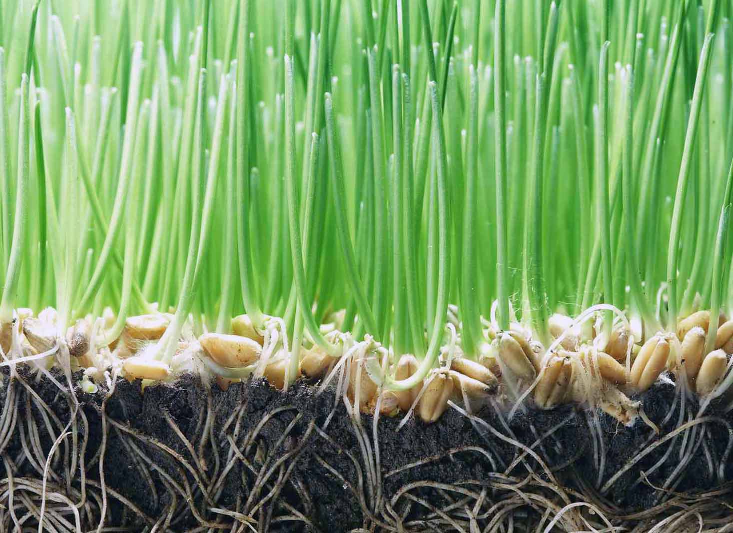 Signs of grass seed germination