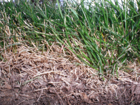 Xzoysia grass growing range