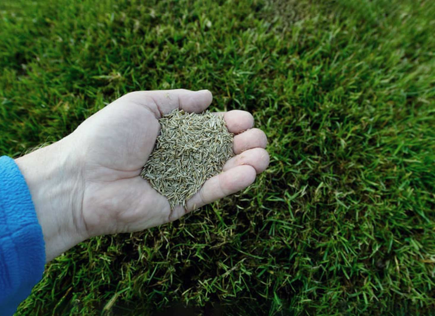 Tips for Successful Grass Seed Germination and Growth