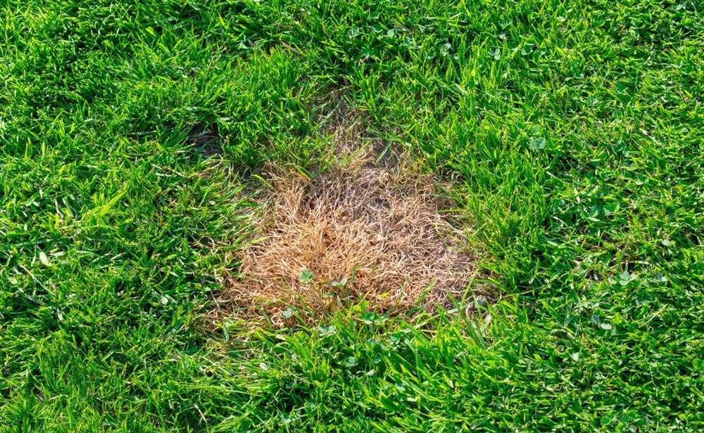 Treating burnt grass from dog urine