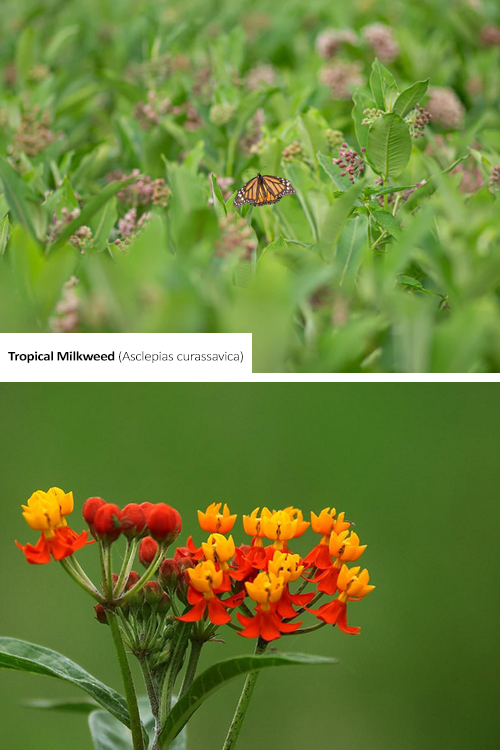 Tropical Milkweed Asclepias curassavica with image of plant and close up of flower