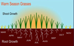 Warm Season Grass Growth Chart