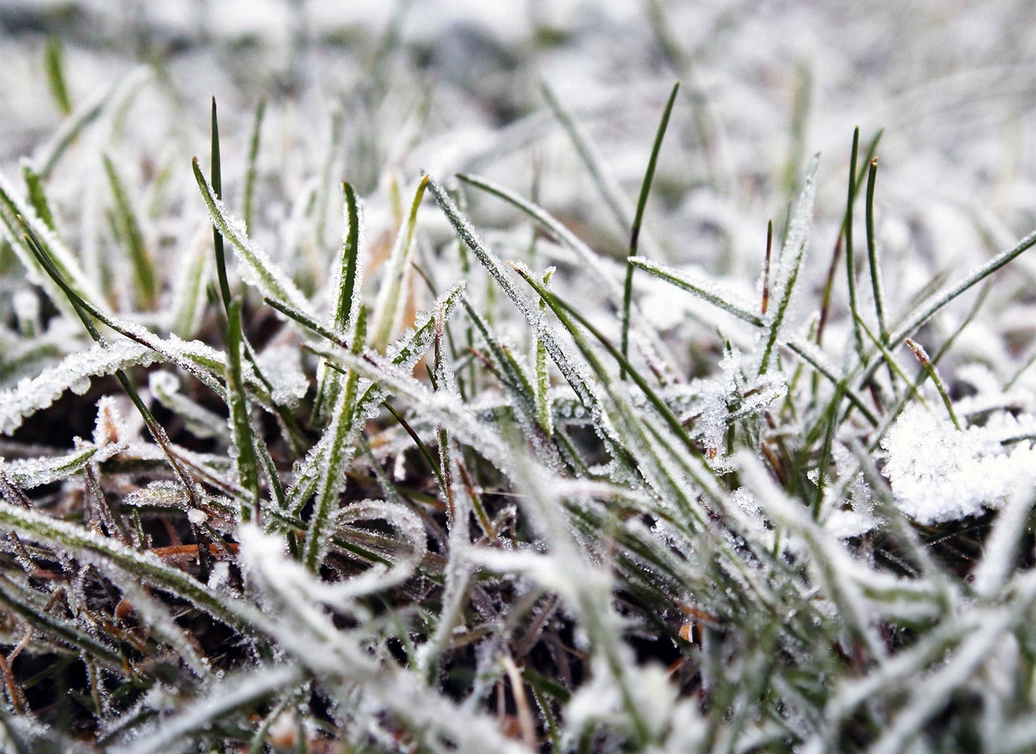 What to Do if Frost Strikes After Planting Grass Seed