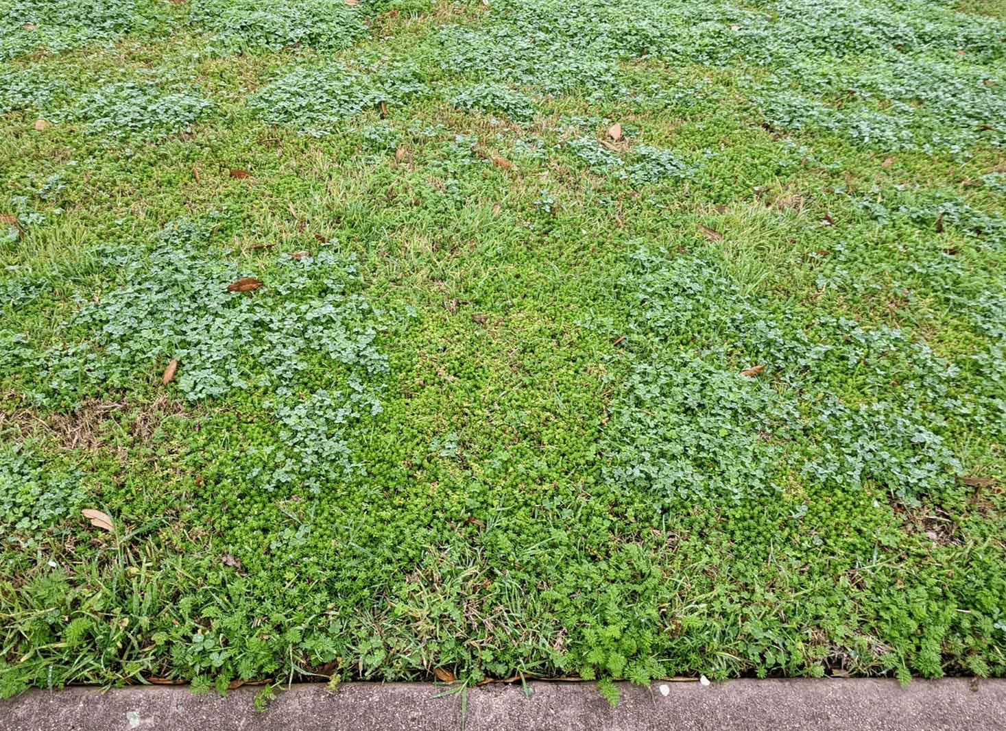 What will kill crabgrass but not St. Augustine