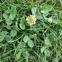 White clover in lawn thumb