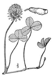 White clover illustration black and white