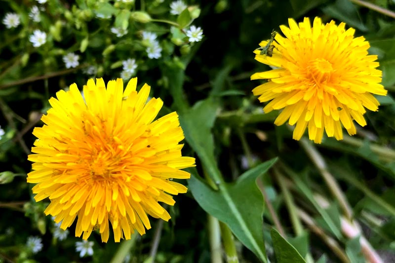 Why are dandelions considered weeds