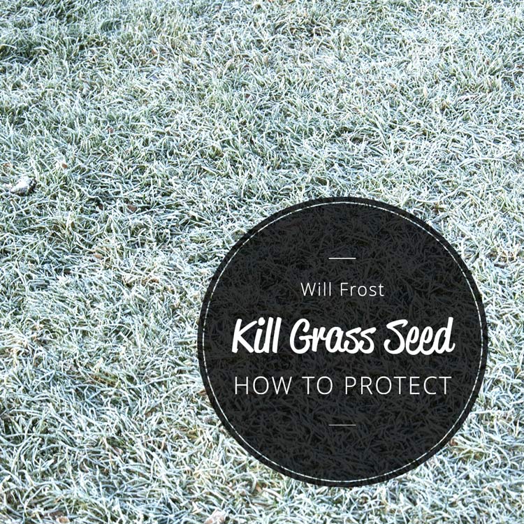 Will Frost Kill Grass Seed