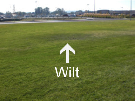 Wilt, Lawn Needs Water