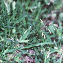 Lawn Weed Identification Annual Bluegrass