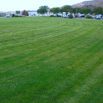 benefits of healthy lawns this low input lawn is a big green filter.