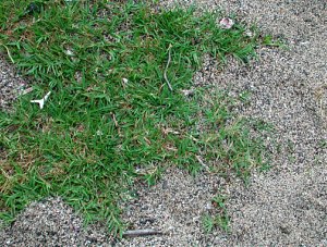 Bermudagrass or Wire Grass Weed Identification
