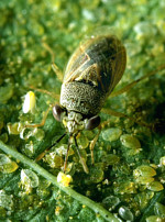 Big-eyed bug is a chinch bug predator