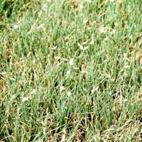 buffalo grass -- Use on low maintenance or no mow sites. Photo courtesy of USDA NRCS