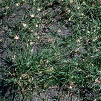 Buffalograss spreads by stolons
