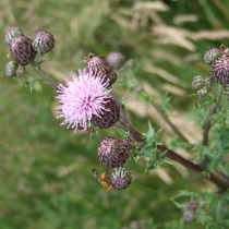 Flowers Canada Thistle